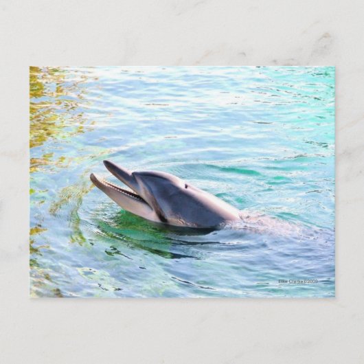 Dolphin Postkarte (Vorderseite)