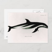 Dolphin Postkarte (Vorne/Hinten)