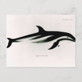 Dolphin Postkarte (Vorderseite)
