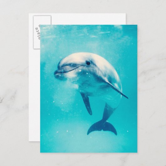 Dolphin Postkarte (Vorne/Hinten)