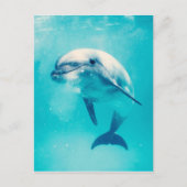 Dolphin Postkarte (Vorderseite)