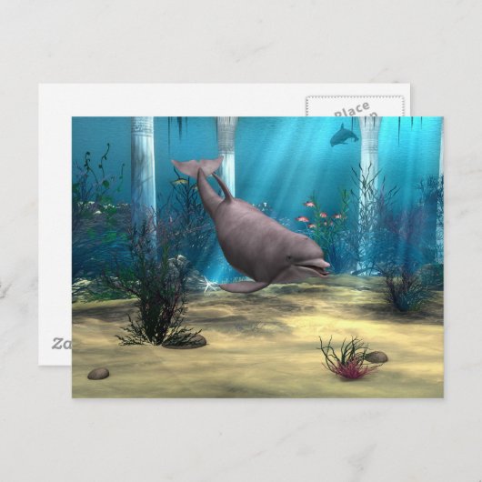 Dolphin Postkarte (Vorne/Hinten)