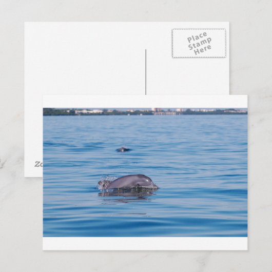 Dolphin-Postkarte Postkarte (Vorne/Hinten)