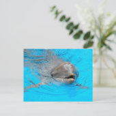 Dolphin-Postkarte Postkarte (Stehend Vorderseite)