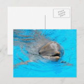 Dolphin-Postkarte Postkarte (Vorne/Hinten)