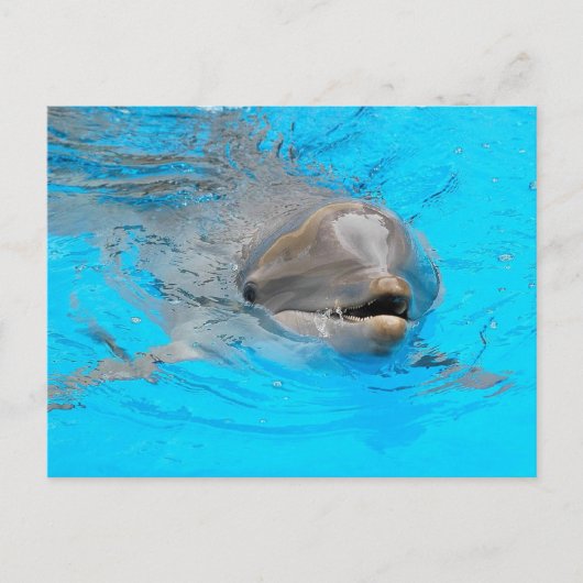 Dolphin-Postkarte Postkarte (Vorderseite)