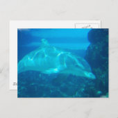 Dolphin-Postkarten Postkarte (Vorne/Hinten)