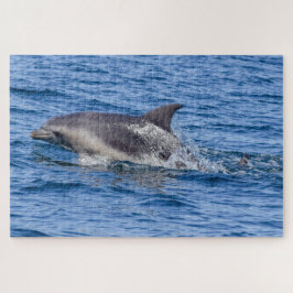 Dolphin-Rätsel Puzzle