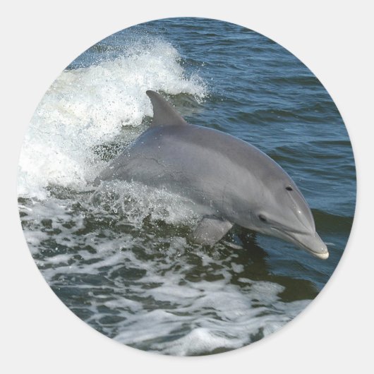 Dolphin Runder Aufkleber (Vorderseite)