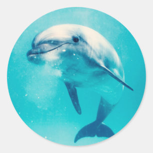 Dolphin Runder Aufkleber