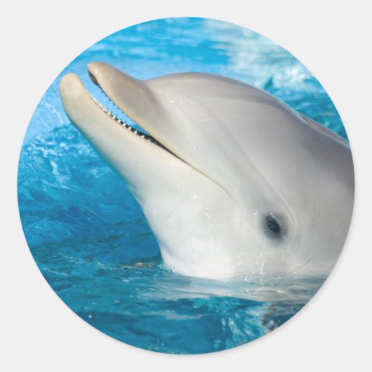 Dolphin Runder Aufkleber (Vorderseite)