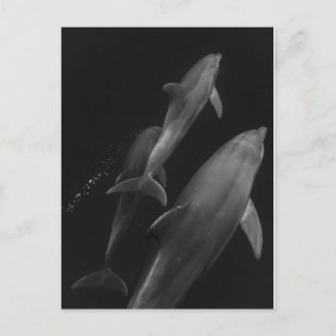 Dolphin-Schwarzweiß-Postkarte Postkarte