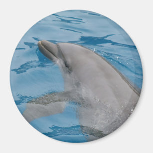 Dolphin-Schwimmen in den Tiefen des blauen Ozeans Magnet