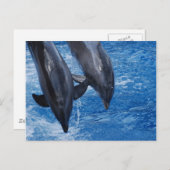 Dolphin Show Postcard Postkarte (Vorne/Hinten)