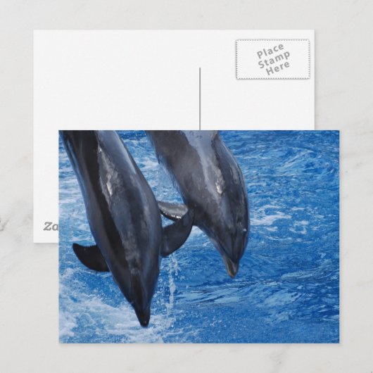 Dolphin Show Postcard Postkarte (Vorne/Hinten)