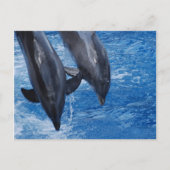 Dolphin Show Postcard Postkarte (Vorderseite)