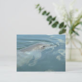 Dolphin Smile Postkarte (Stehend Vorderseite)
