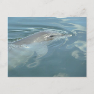 Dolphin Smile Postkarte