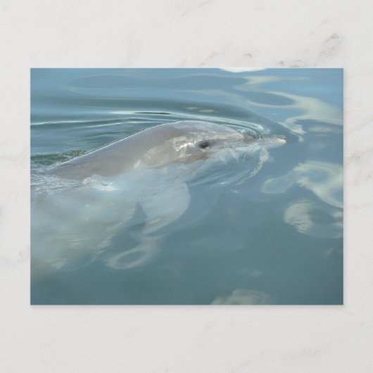 Dolphin Smile Postkarte (Vorderseite)