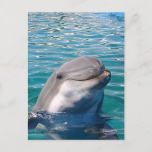 Dolphin Smile Postkarte