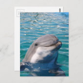 Dolphin Smile Postkarte (Vorne/Hinten)