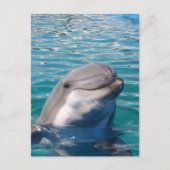 Dolphin Smile Postkarte (Vorderseite)