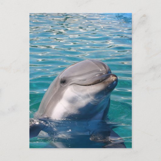 Dolphin Smile Postkarte (Vorderseite)