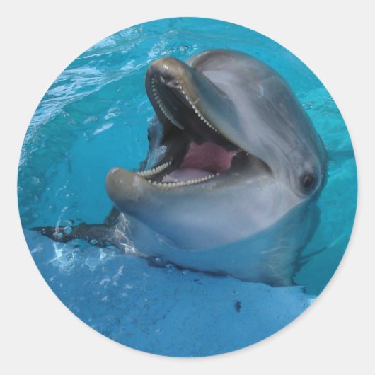 Dolphin Smile Sticker (Vorderseite)