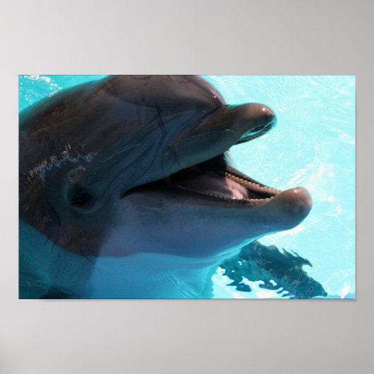 Dolphin Smiles Poster (Vorne)