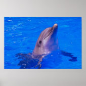 Dolphin Smiles Poster (Vorne)