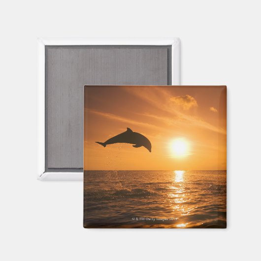 Dolphin-Springling Magnet (Vorderseite/Rückseite)