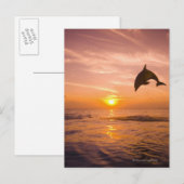 Dolphin-Sprung 2 Postkarte (Vorne/Hinten)
