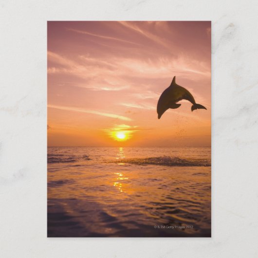 Dolphin-Sprung 2 Postkarte (Vorderseite)