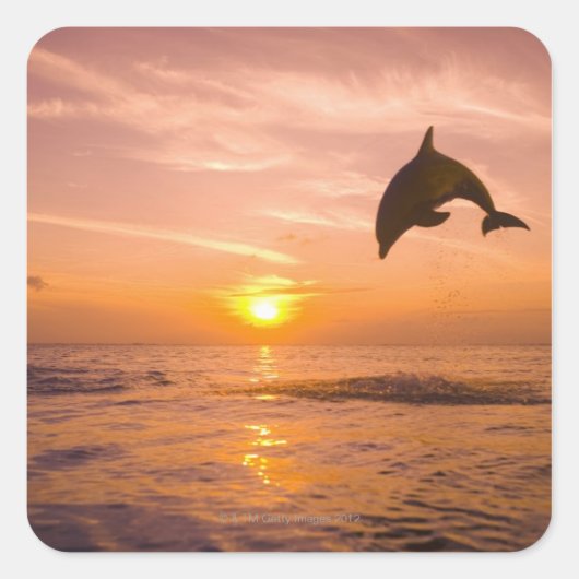 Dolphin-Sprung 2 Quadratischer Aufkleber (Vorderseite)