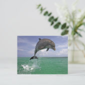 Dolphin-Sprung Postkarte (Stehend Vorderseite)
