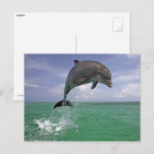 Dolphin-Sprung Postkarte (Vorne/Hinten)