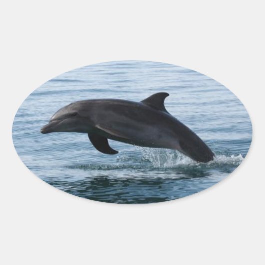 Dolphin Stickers (Vorderseite)