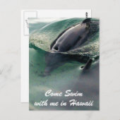 Dolphin Swim Hawaii Big Island Postkarte (Vorne/Hinten)