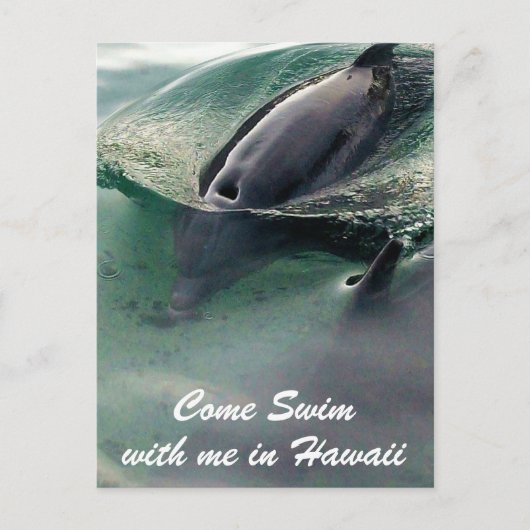 Dolphin Swim Hawaii Big Island Postkarte (Vorderseite)