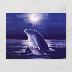 Dolphin und Baby Postkarte