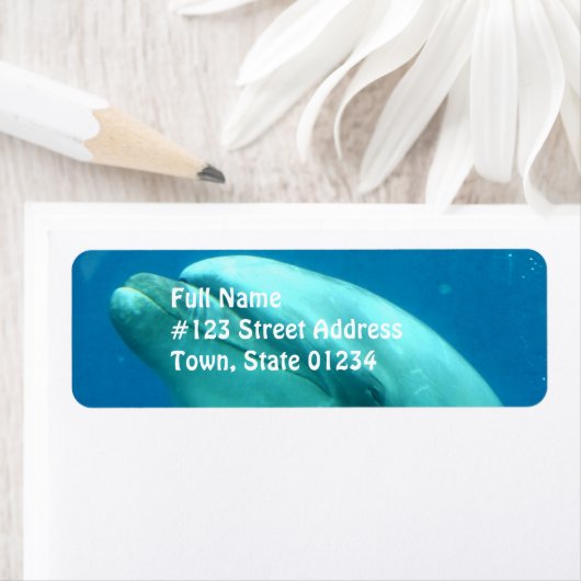 Dolphin Underwater (Insitu)