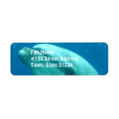 Dolphin Underwater (Vorne)