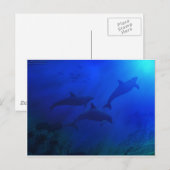 DOLPHINEN UNTERWASSER POSTKARTE (Vorne/Hinten)