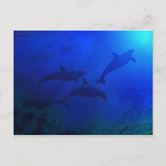 DOLPHINEN UNTERWASSER POSTKARTE