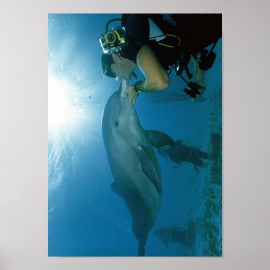 Dolphins Kiss Poster (Vorne)