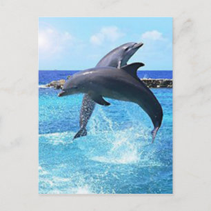 Dolphins Postkarte