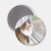 Dolthe Cat Looking out Window Magnet (Vorderseite/Rückseite)
