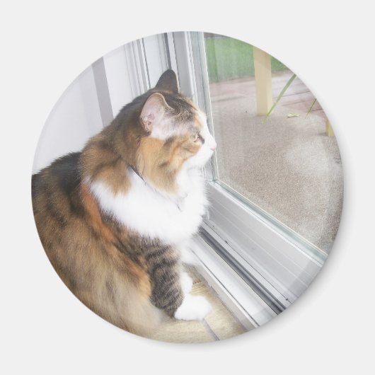 Dolthe Cat Looking out Window Magnet (Vorne)