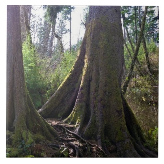 Dombaum, Astoria, Oregon Fliese (Vorderseite)