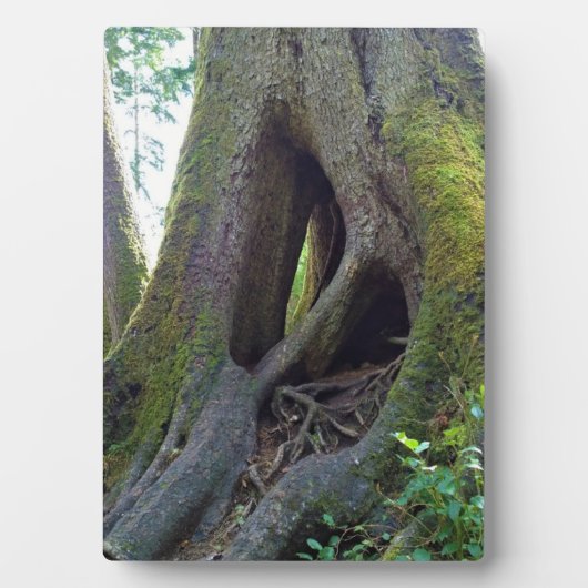 Dombaum, Astoria, Oregon Fotoplatte (Vorderseite)